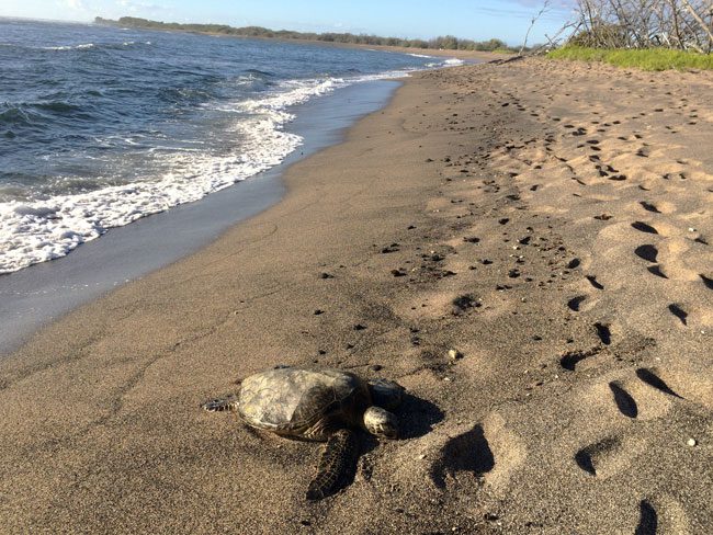 Sea turtle -Kaloko-Honokohau Park - Big Island Hawaii