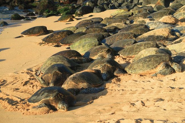 Sea turtles in Ho’okipa Beach - Maui Hawaii