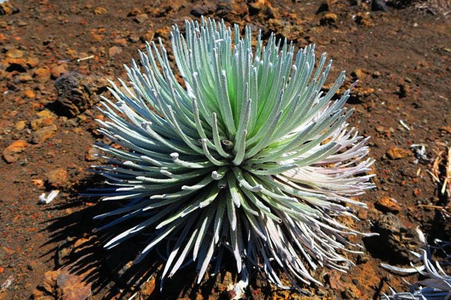 Sliding Sands Hike - Haleakala Crater - Maui Hawaii - desert plant