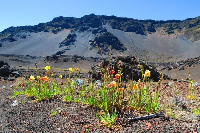 Sliding Sands Hike - Haleakala Crater - Maui Hawaii - wild flower blooming