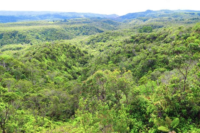View of Kauai rainforest from Pu’u o Kila Lookout - Hawaii