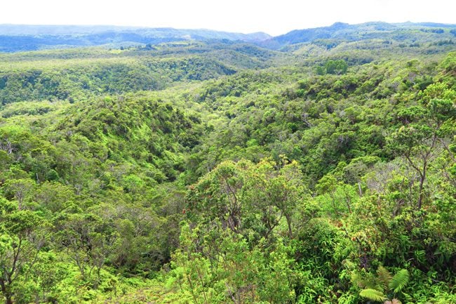 View Of Kauai Rainforest From Pu U O Kila Lookout Hawaii X Days In Y