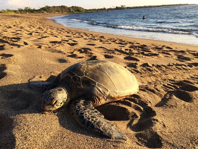 green sea turtle beach - Kaloko-Honokohau -Big Island Hawaii