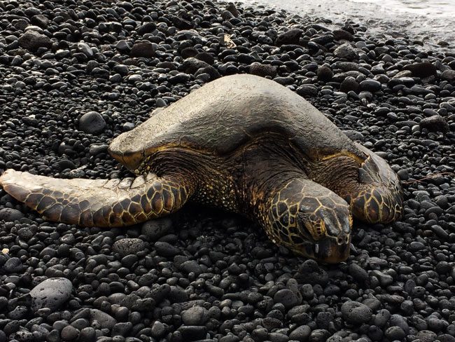 sea turtle - Kiholo Bay - Big Island Hawaii