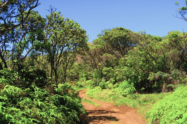 Kamakou Forest Preserve - Molokai - Hawaii