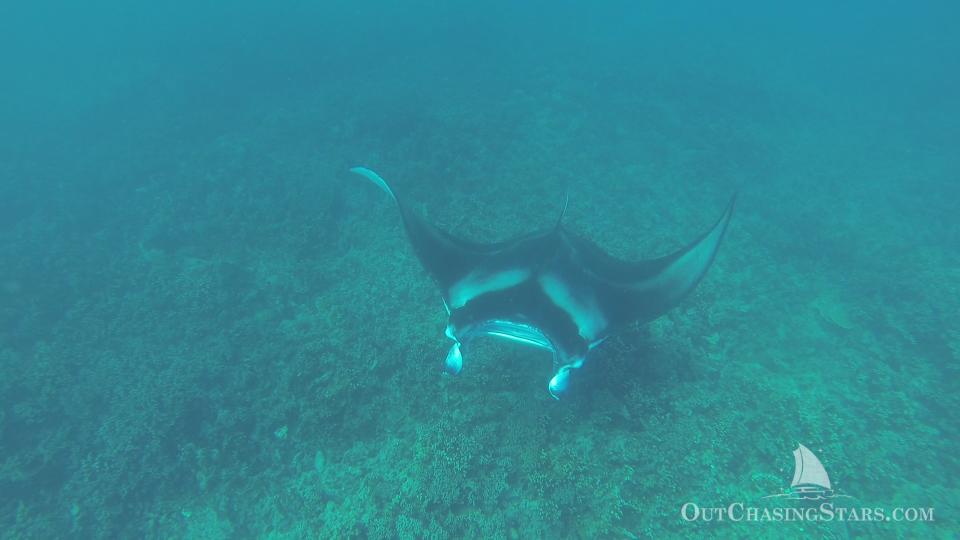 Manta rays in Bora Bora - Starry Horizons