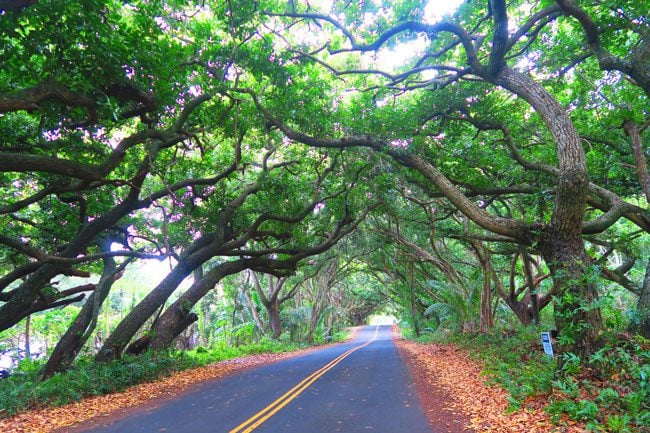 Scenic drive Highway 137 - Big Island - Hawaii