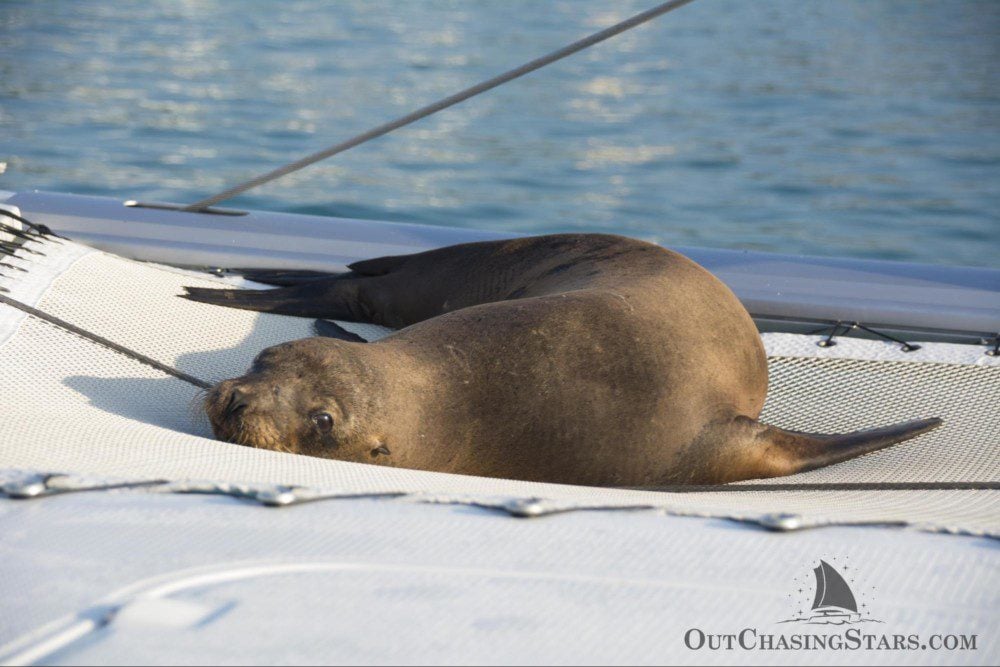 Starry Horizons - Galapagos sea lion