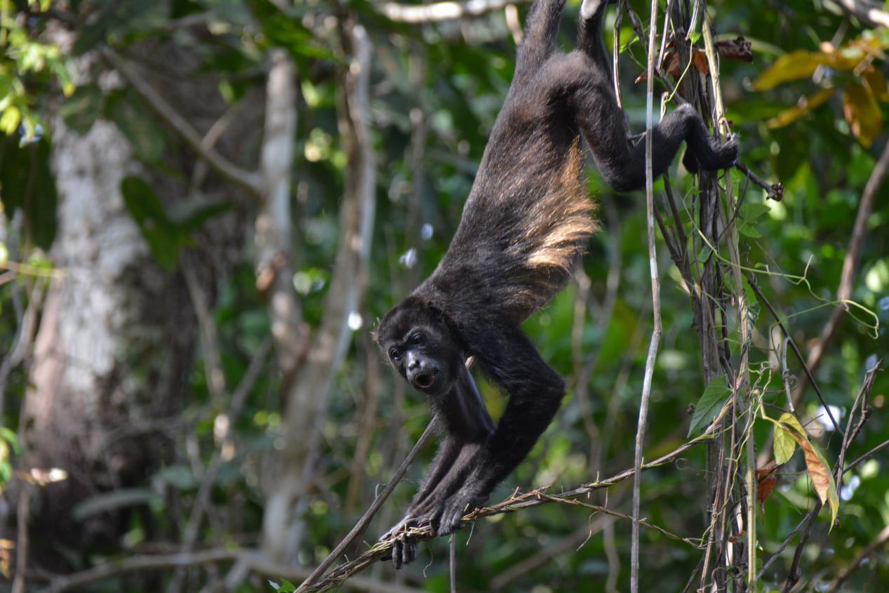 Starry Horizons - Howler monkeys