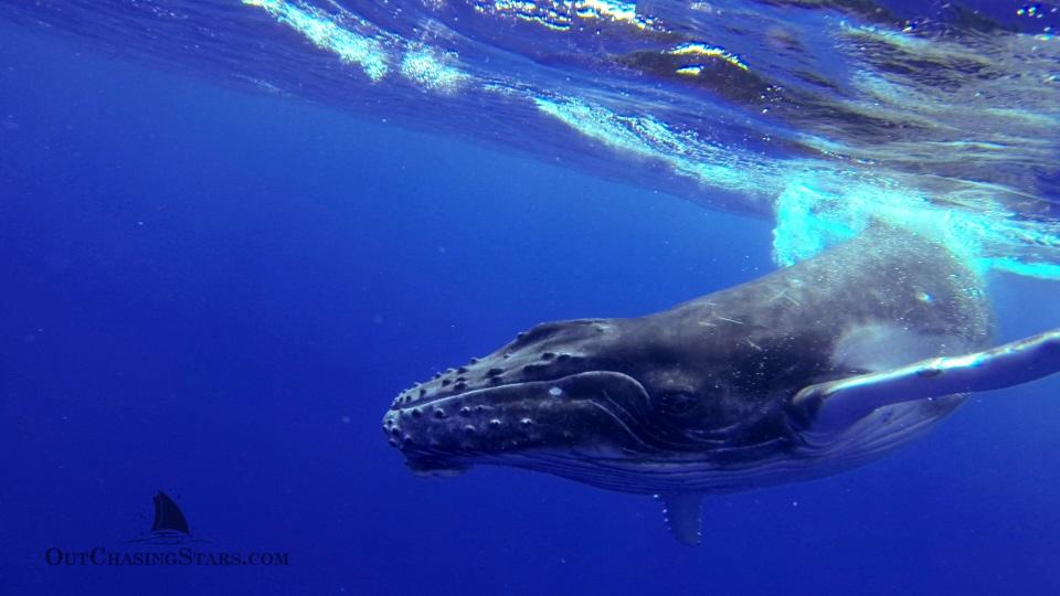 Starry Horizons - swimming with humpback whales