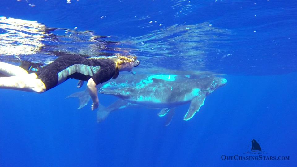 Starry Horizons - swimming with whales