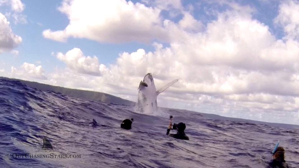 Starry Horizons - whale breaching