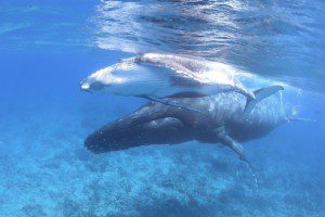 שחייה עם לווייתנים בפולינזיה הצרפתית