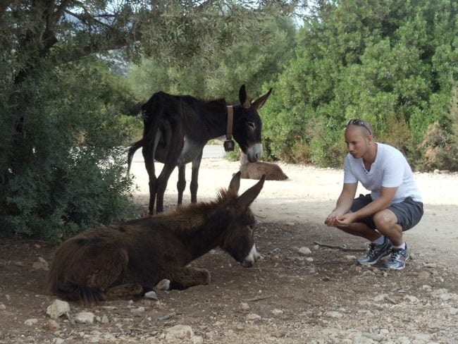 Donkey in Sardinia country