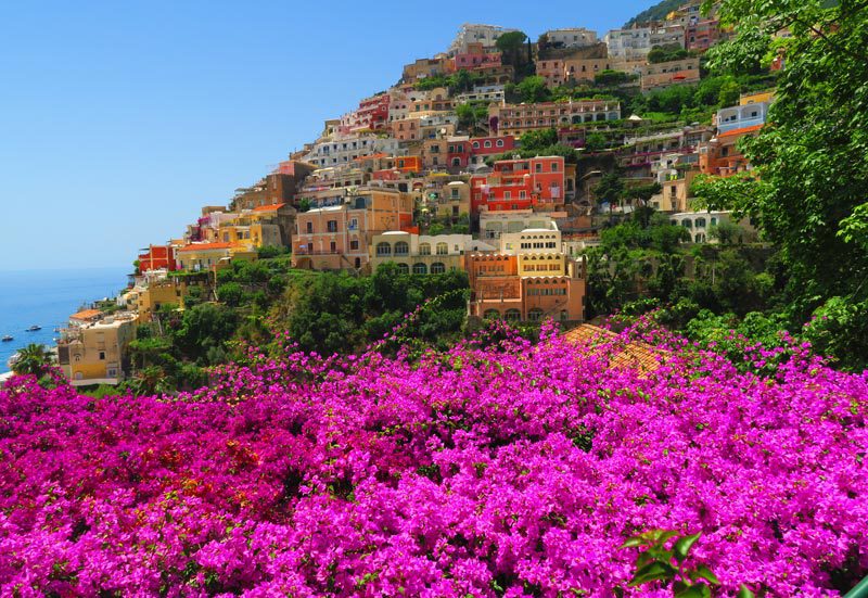 Amalfi coast bougainvillea flowers - Positano