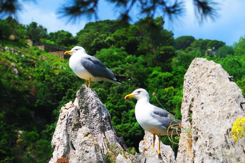Birds of Capri