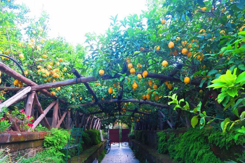 I Giardini di Cataldo sorrento