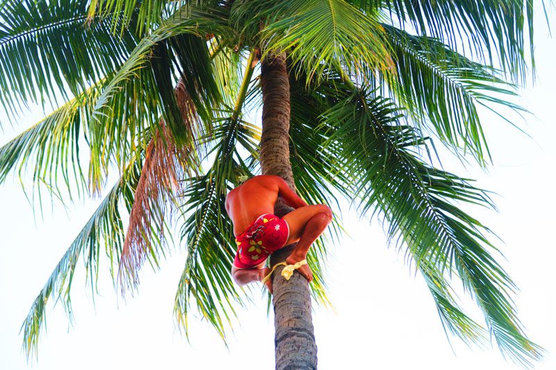 Coconut climbing sport Tahiti French Polynesia