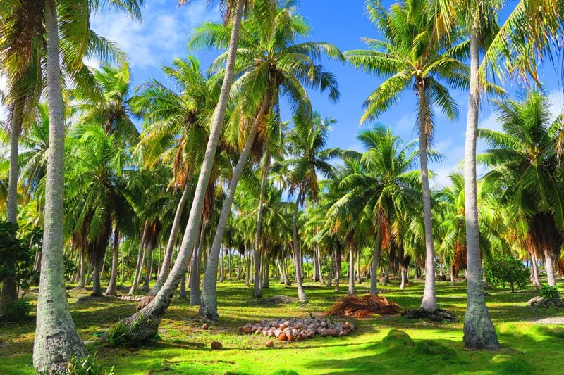 Coconut grove Fakarava French Polynesia