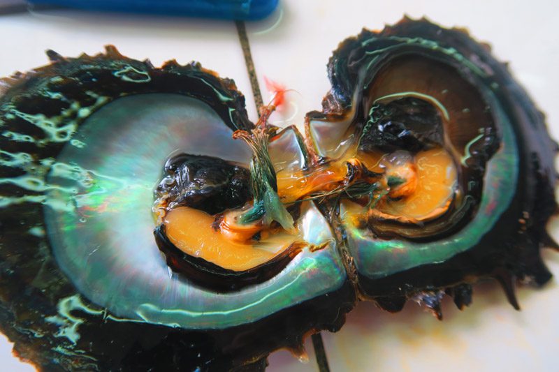 Robert Wan Pearl Farm - aukena - Gambier Islands - French Polynesia - Black Pearl Oyster