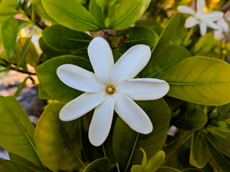 Tiare Tahiti Gardenia flower French Polynesia