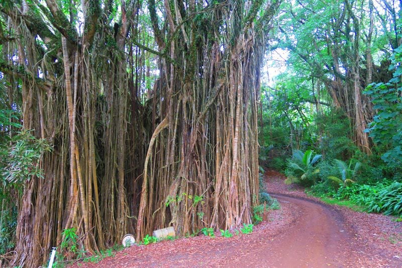 Giant Banyan Tree Pitcairn Island