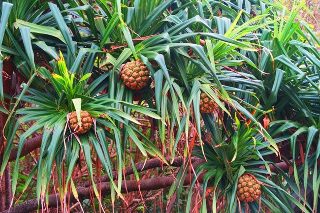 pandanus fruit Eco Trail Pitcairn Island