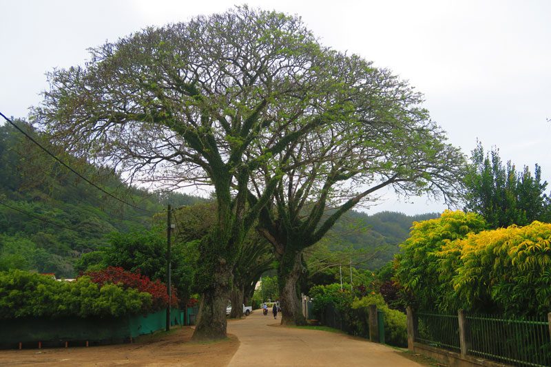 Koueriki local tree in Rikitea Gambier Islands French Polynesia