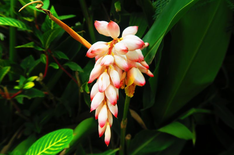 Tropical flower in Rikitea Gambier Islands French Polynesia