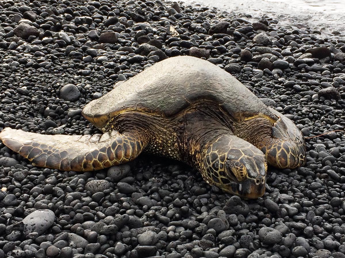 sea turtle - Kiholo Bay - Big Island Hawaii
