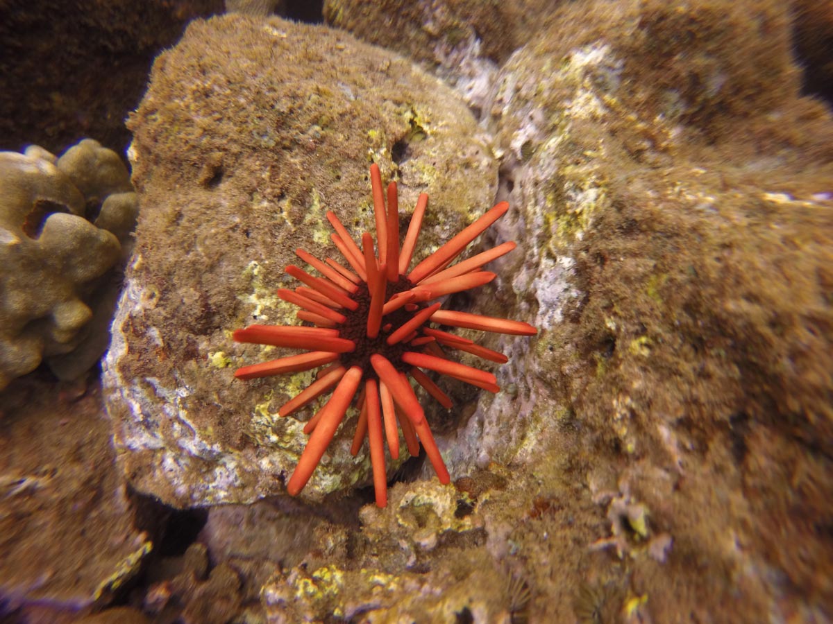 starfish - koloa landing - kauai - hawaii