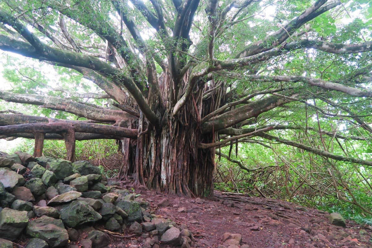 Giant Banyan Tree - Pipiwai Trail - Maui - Hawaii