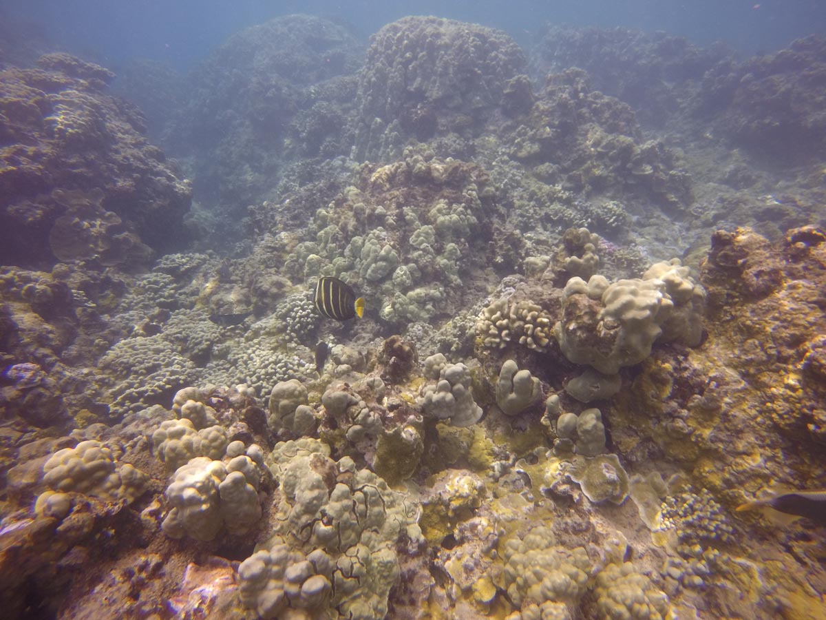 Honolua-Maui-Hawaii-Snorkeling