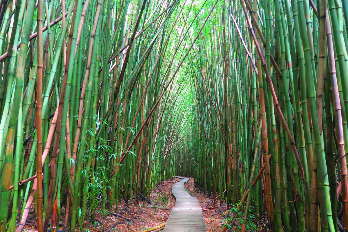 Pipiwai Trail Hike Bamboo Forest - Road to Hana - Maui Hawaii