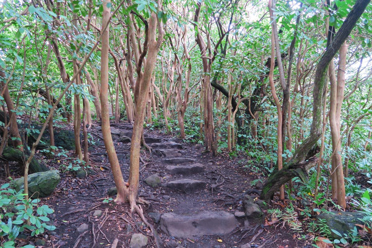 Pipiwai Trail - Hiking through rainforest - Maui - Hawaii