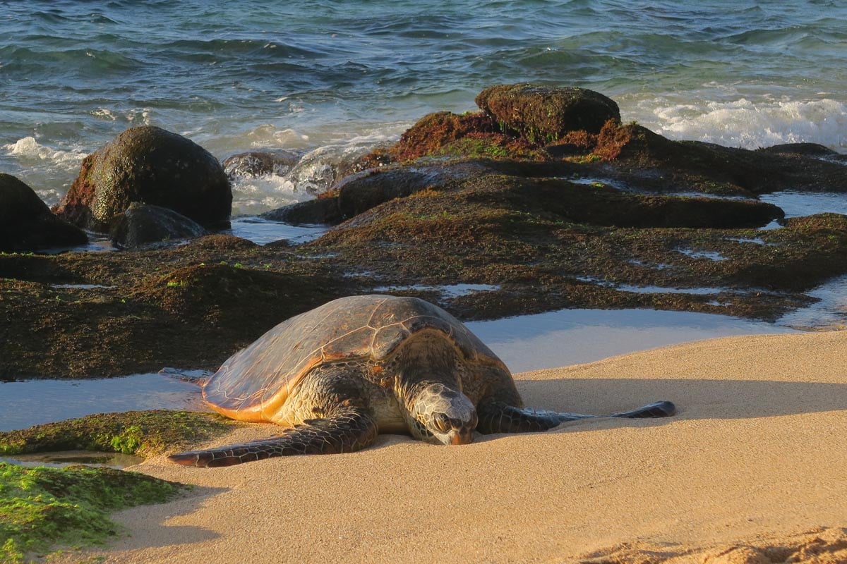 Sea Turtle in Ho’okipa Beach - Maui Hawaii