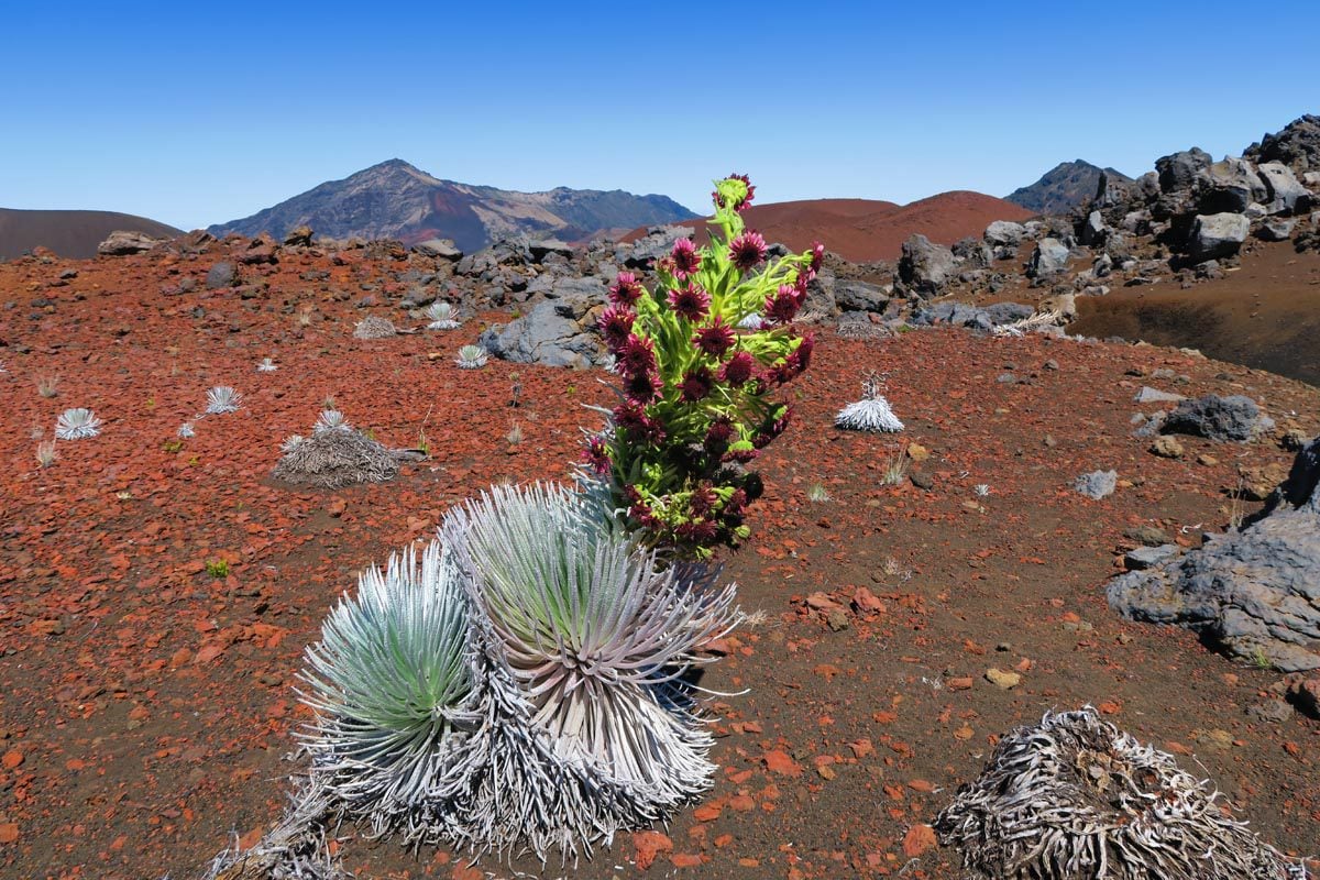 Sliding Sands Hike - Haleakala Crater - Maui Hawaii - Wild Desert Flower