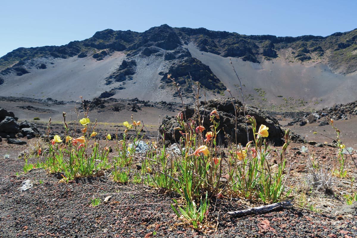 Sliding Sands Hike - Haleakala Crater - Maui Hawaii - wild flower blooming