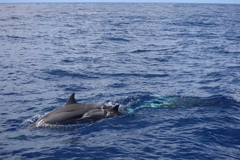 Dolphins Reunion Island