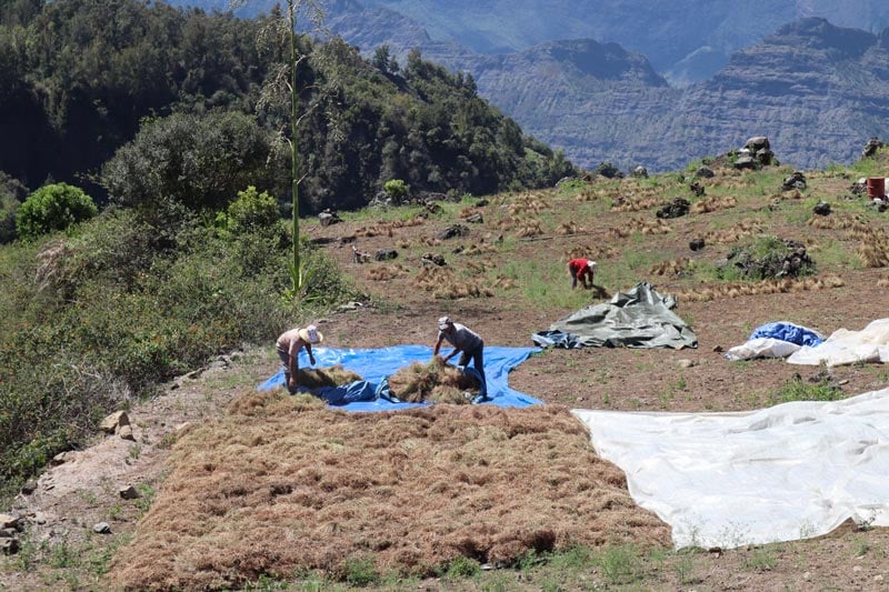 Ilet a Cordes - Reunion island - farmers in lentil field