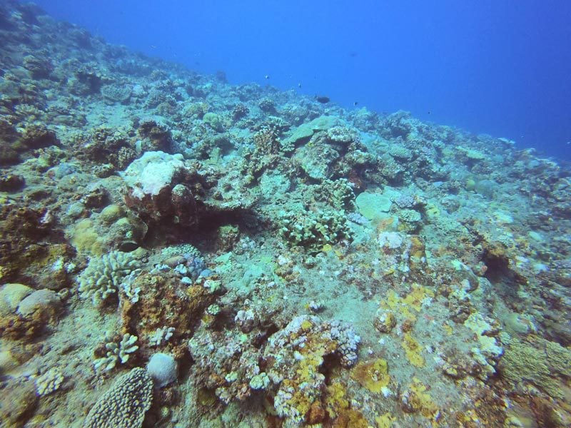 Scuba diving Reunion Island - reef