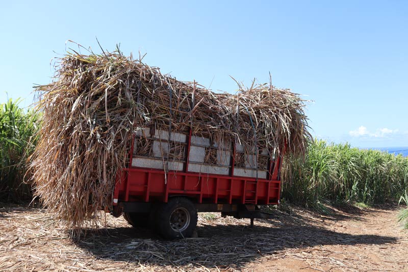 Sugarcane pile on truck - Reunion Island