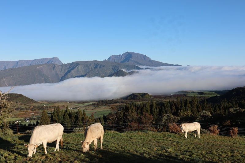 La Plaine des Cafres - Reunion Island - cattle witj Piton des Neiges in background
