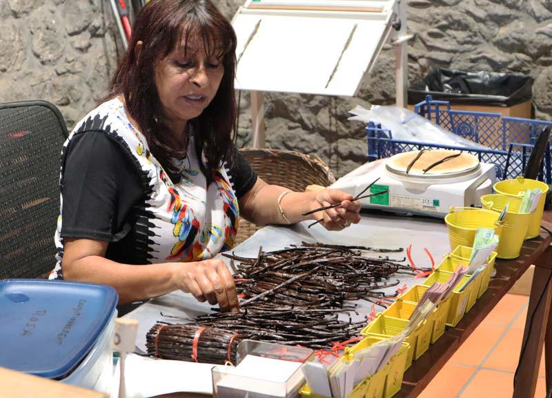 Sorting vanilla in Domaine du Grand Hazier Vanilla Plantation - Reunion Island