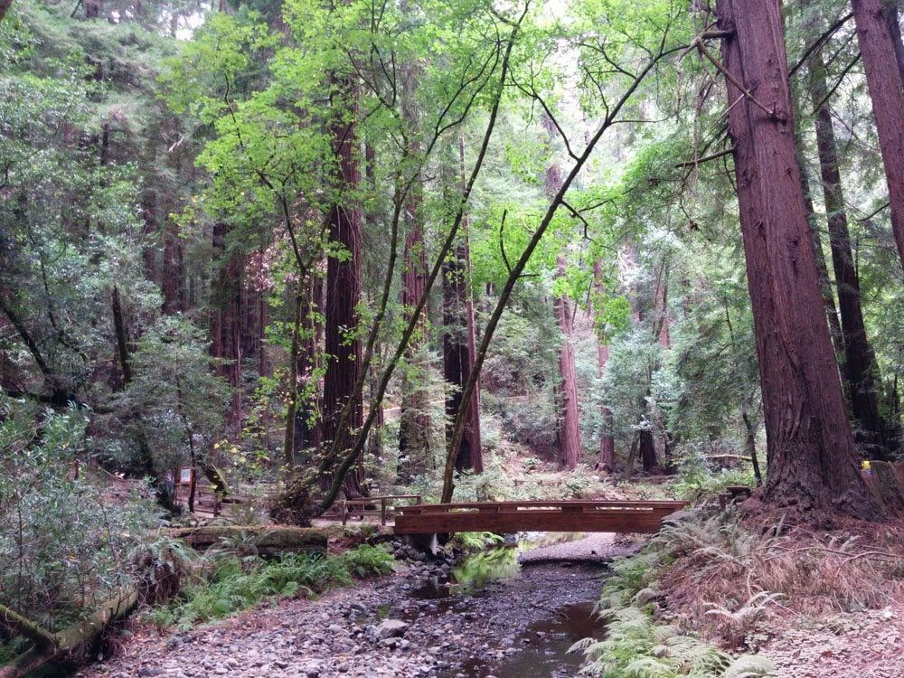 Muir woods trail