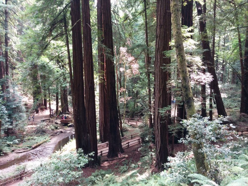 redwood trees in muir woods california