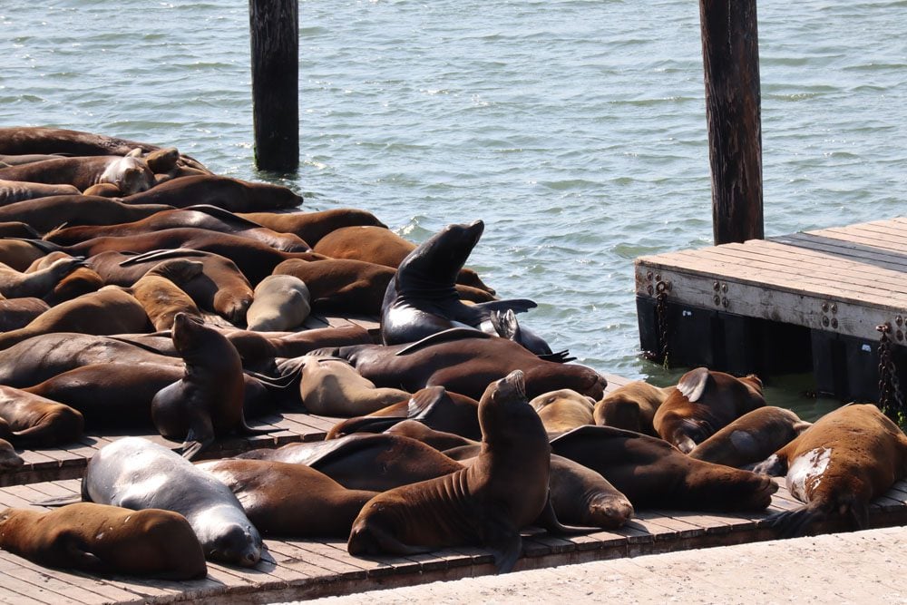 seals at pier 39 san francisco