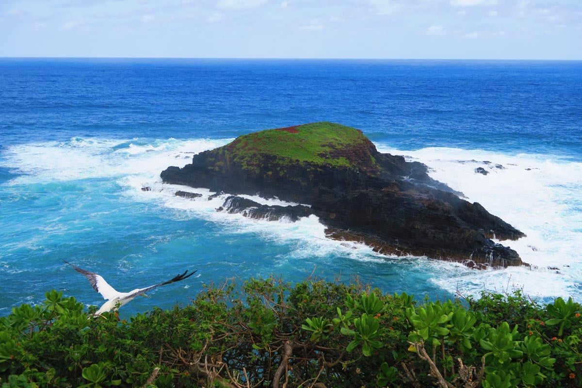 Bird flying from Kilauea Lighthouse - Kauai