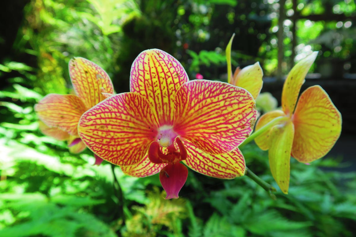 Bright orchid in Hawaii Tropical Botanical Gardens - Big Island