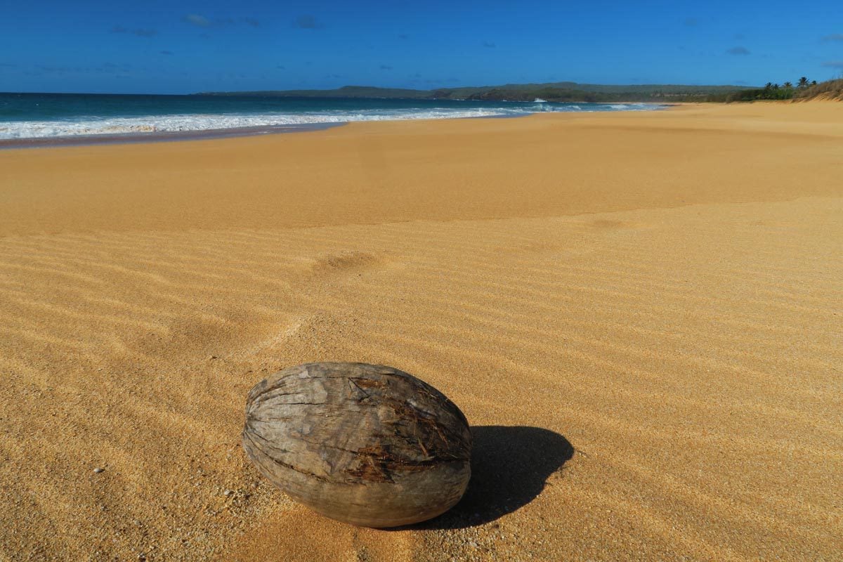 Coconut on beach - Papohaku Beach - Molokai Hawaii